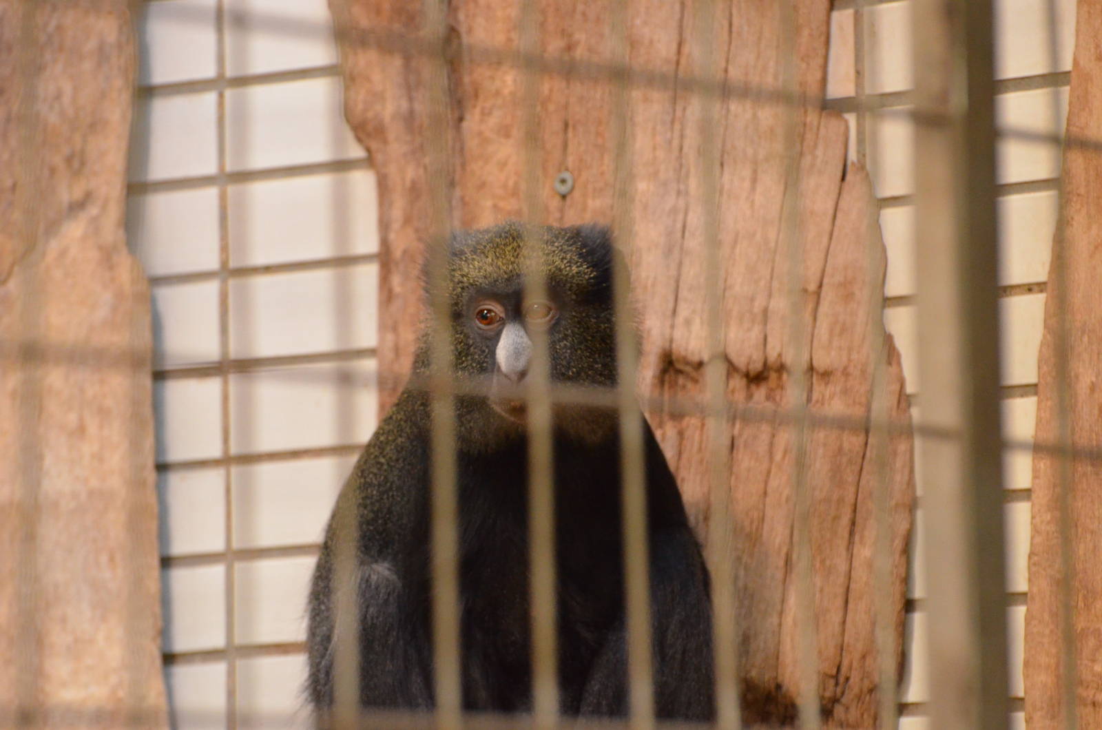 Eastern putty-nosed monkey