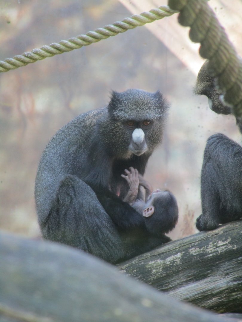 Eastern putty-nosed monkey