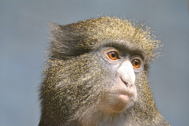 Eastern putty-nosed monkey