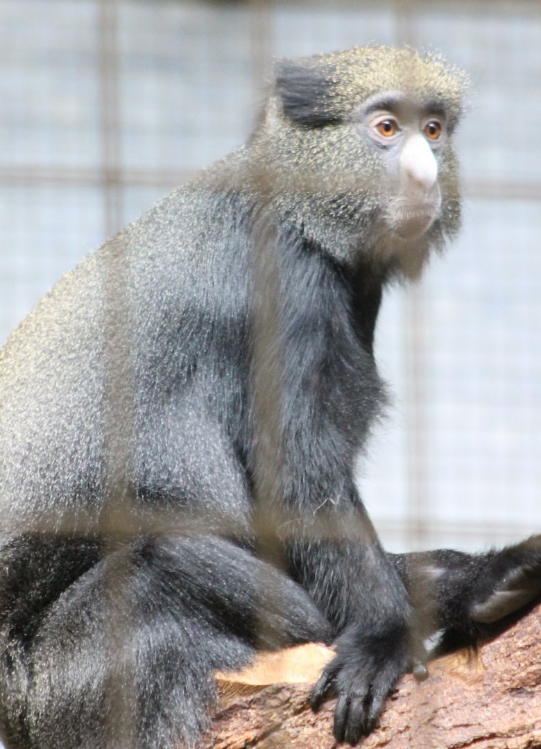 Eastern putty-nosed monkey