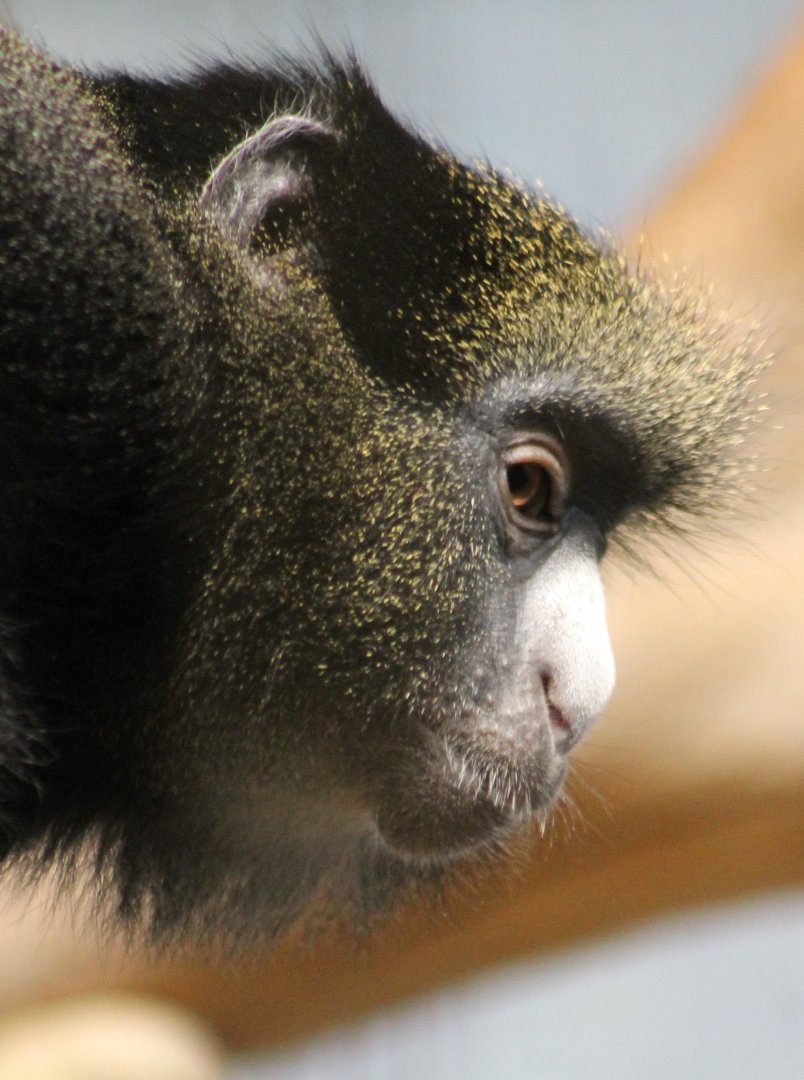 Eastern putty-nosed monkey