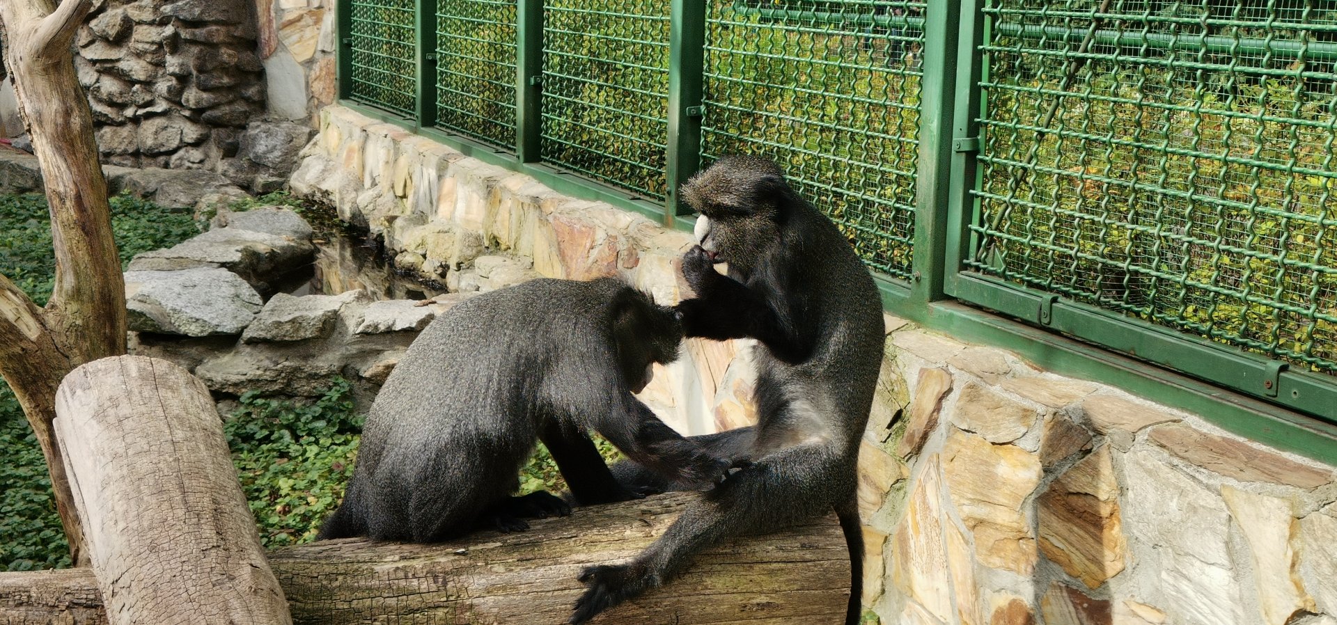 Eastern putty-nosed monkey