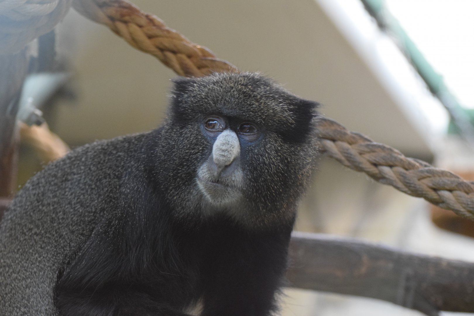 Eastern putty-nosed monkey