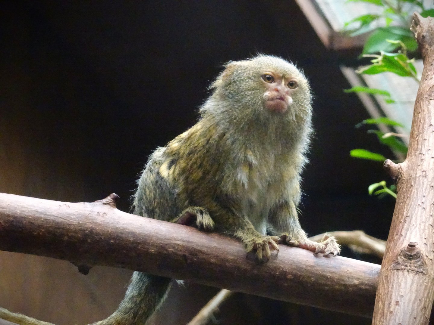 Eastern Pygmy Marmoset 16 August 2025