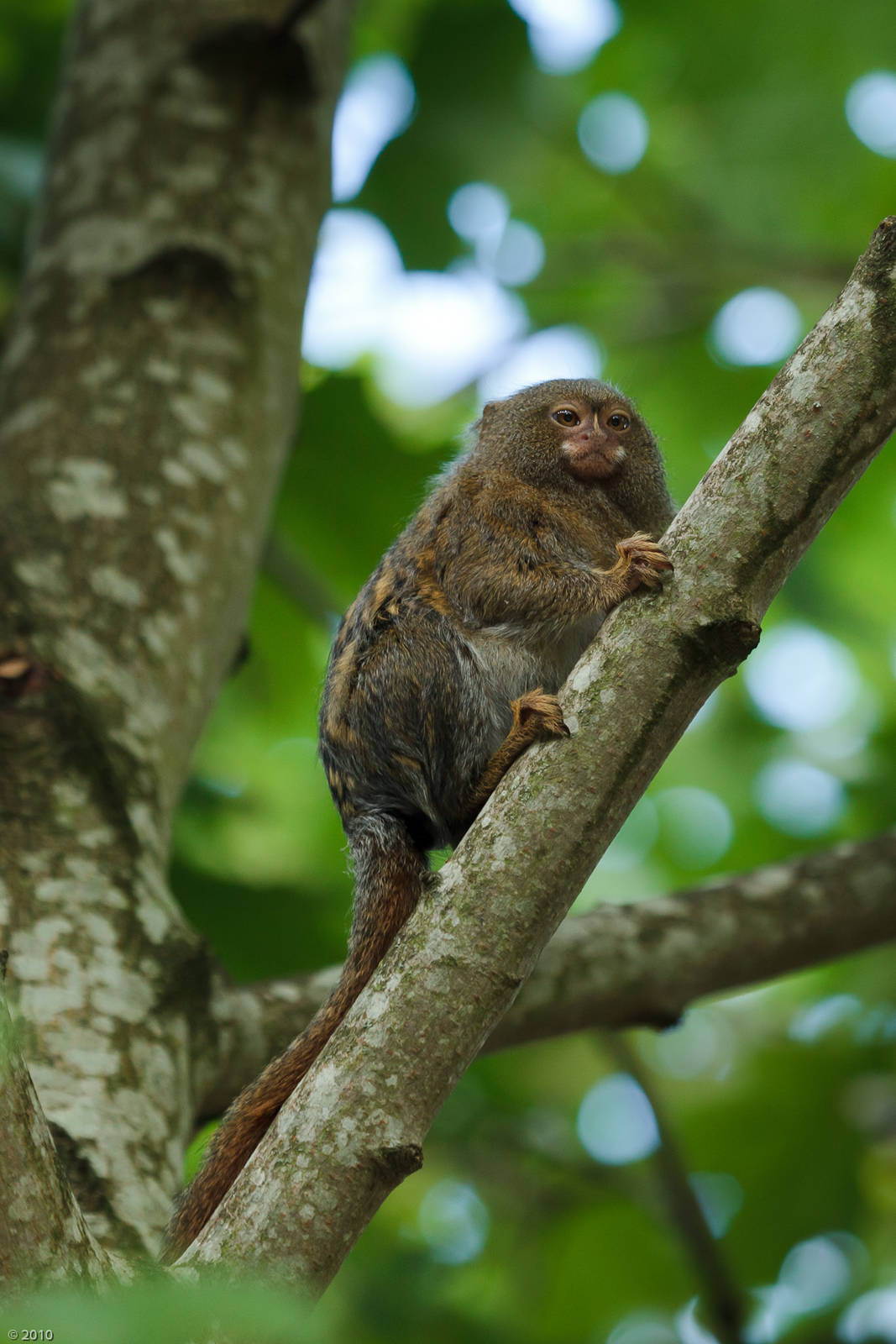 Eastern Pygmy Marmoset - 17/09/2010