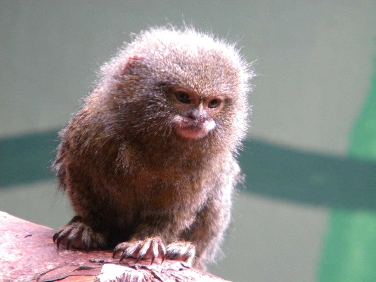 Eastern Pygmy Marmoset at Blackpool Zoo 12/09/11