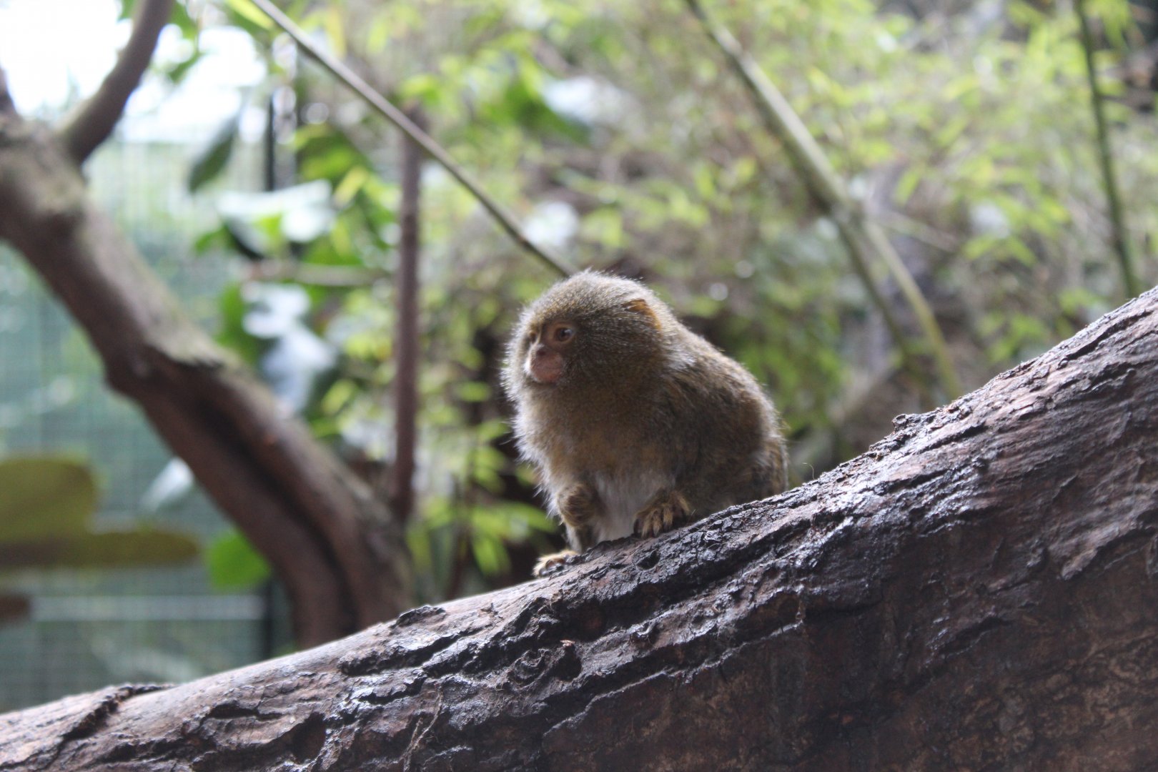 Eastern pygmy marmoset (Cebuella pygmaea niveiventris/C. niveiventris)