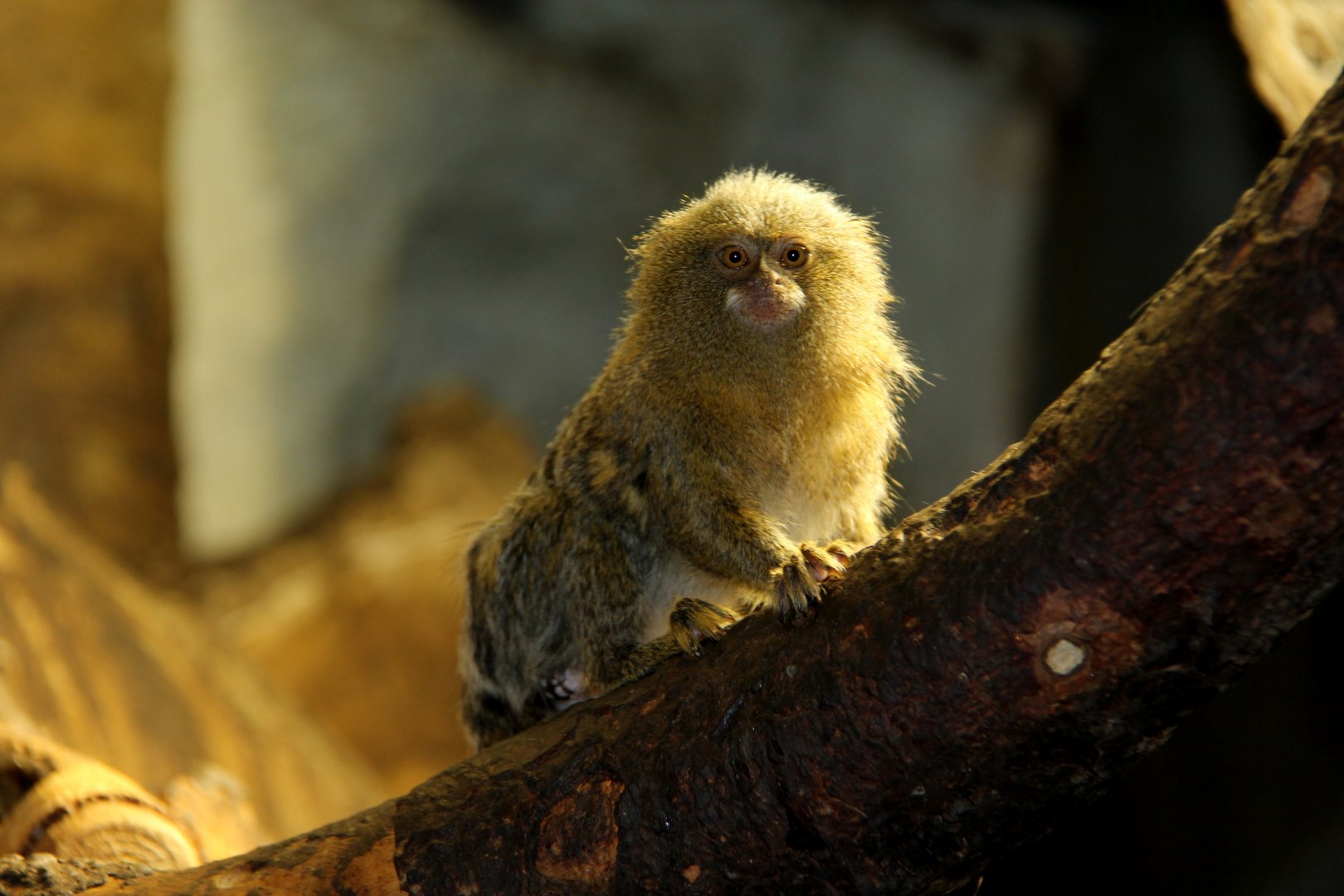 Eastern pygmy marmoset (Cebuella pygmaea niveiventris)