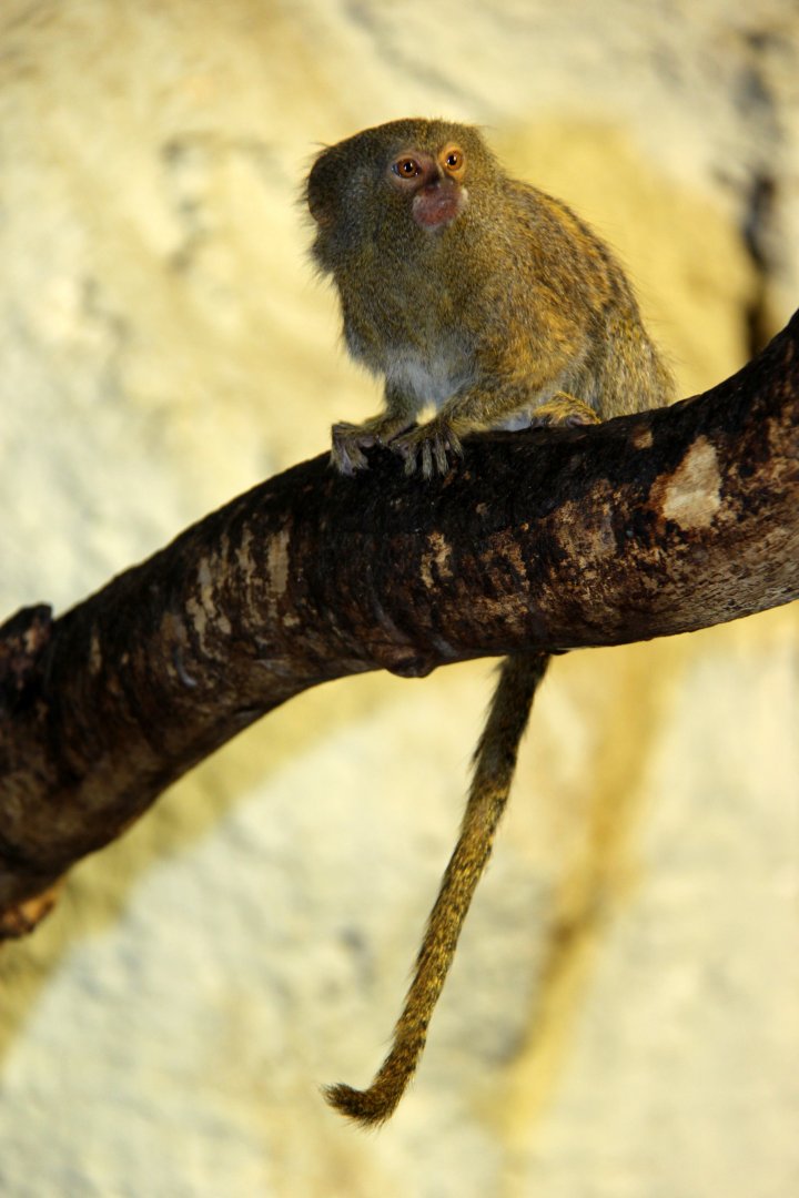 Eastern pygmy marmoset (Cebuella pygmaea niveiventris)