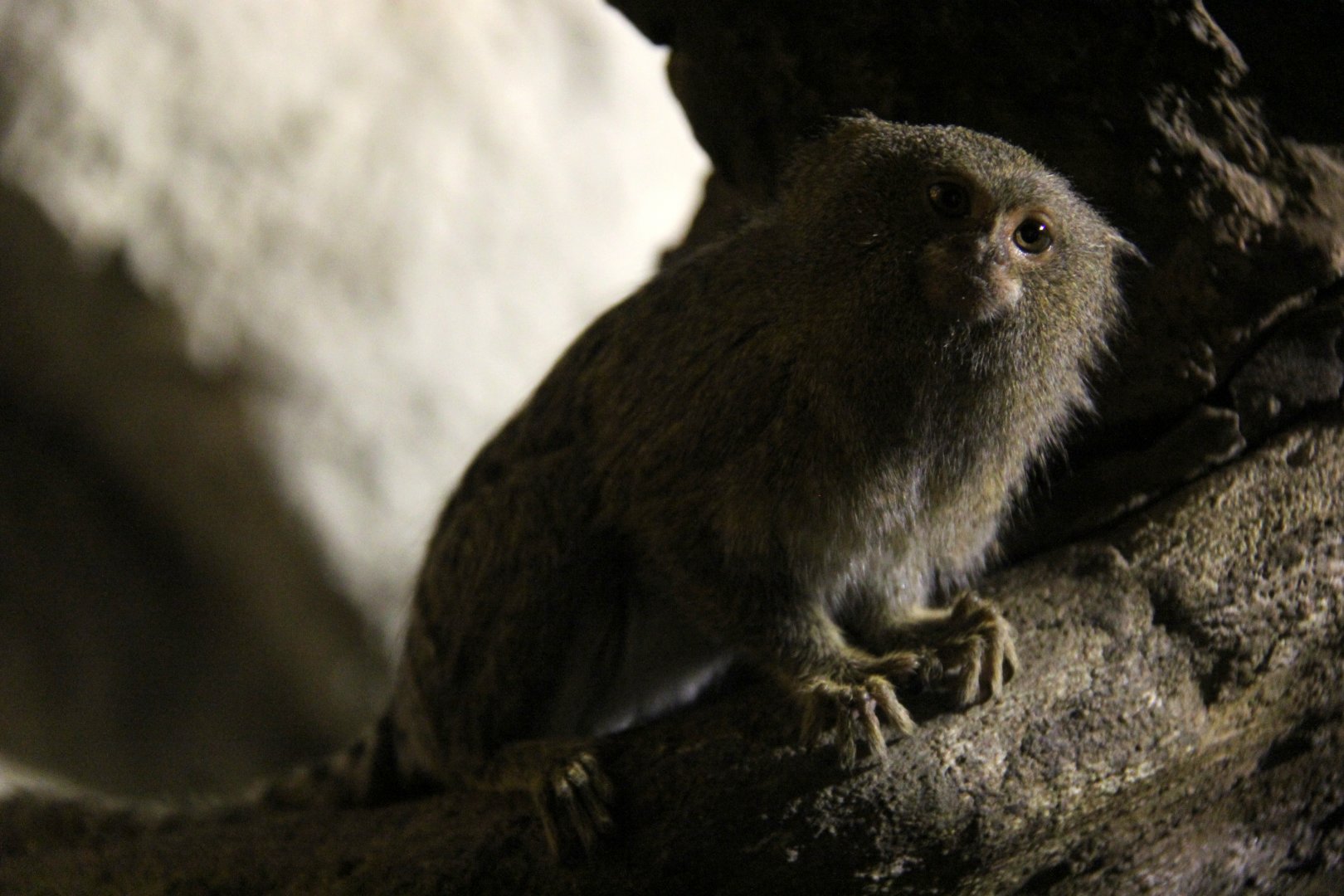 Eastern pygmy marmoset (Cebuella pygmaea niveiventris)