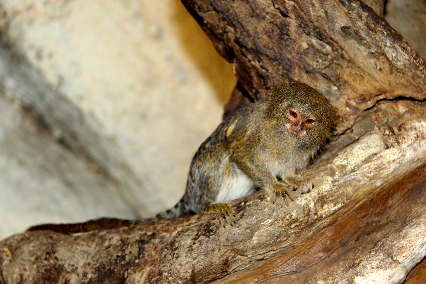 Eastern pygmy marmoset (Cebuella pygmaea niveiventris)