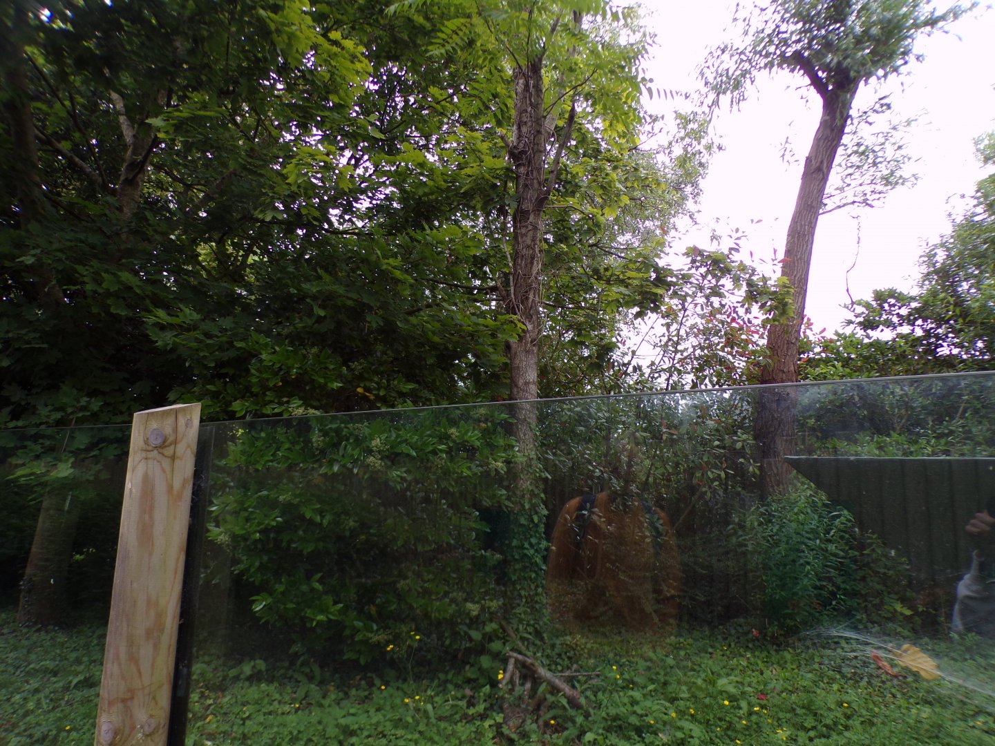 Eastern pygmy marmoset enclosure 29.6.24