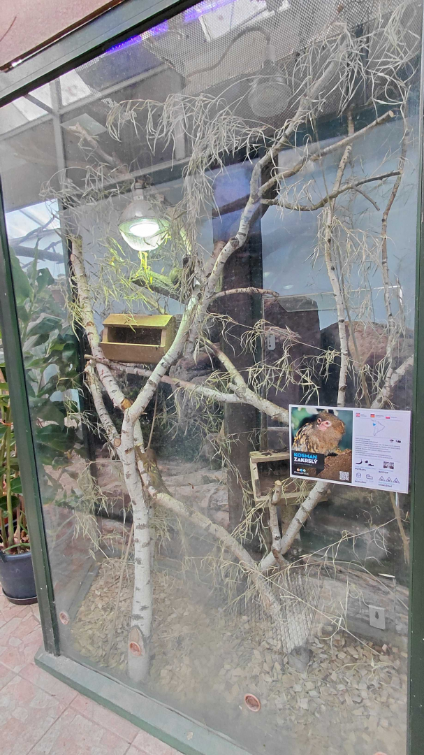 Eastern pygmy marmoset exhibit #1