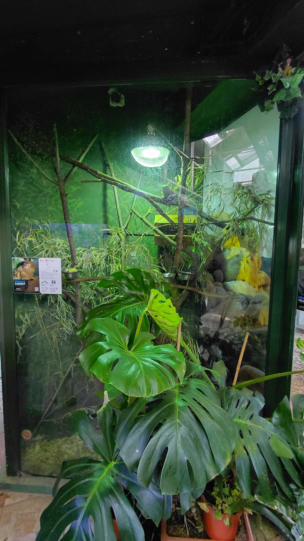 Eastern pygmy marmoset exhibit #2