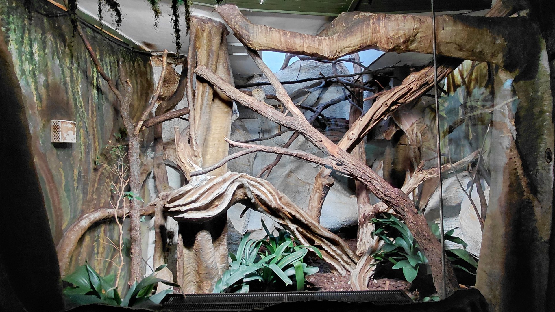 Eastern pygmy marmoset exhibit