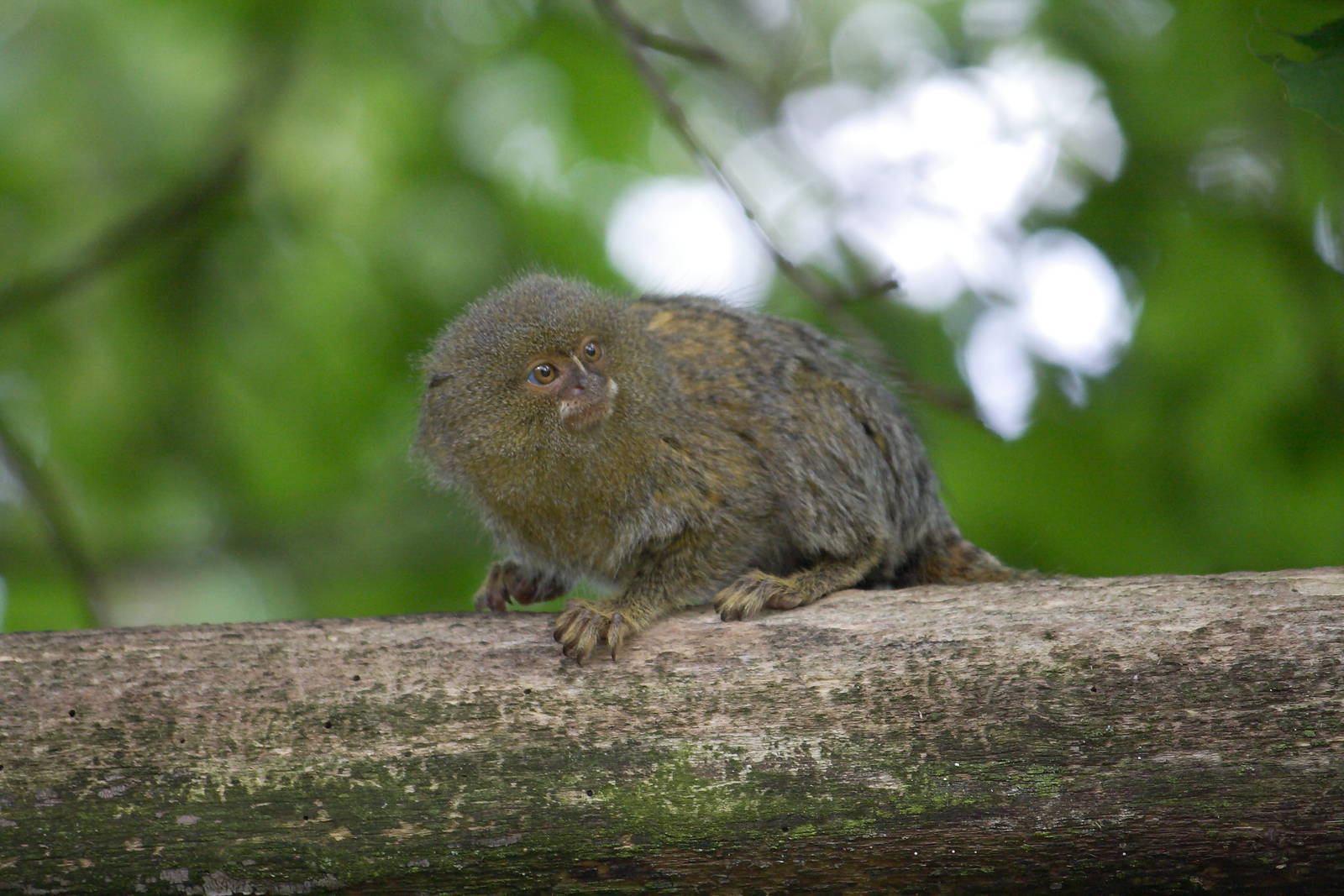 Eastern pygmy marmoset