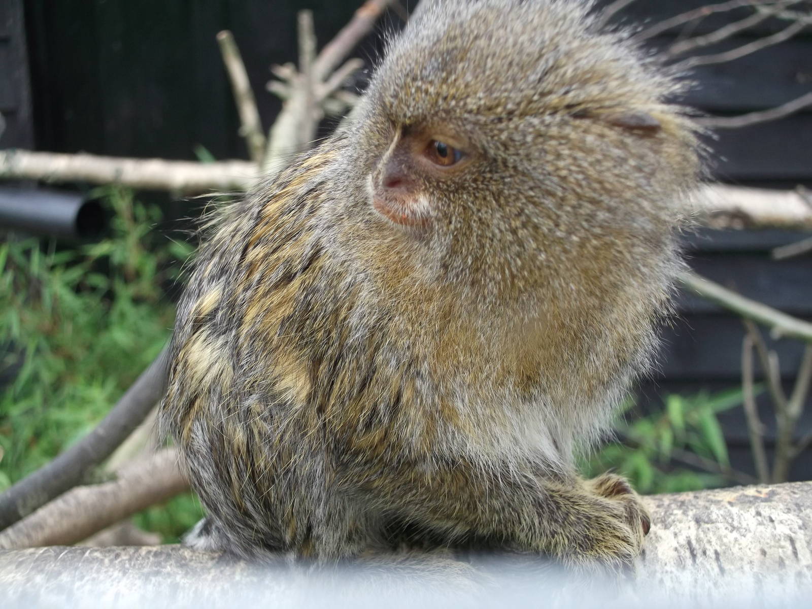 Eastern Pygmy Marmoset