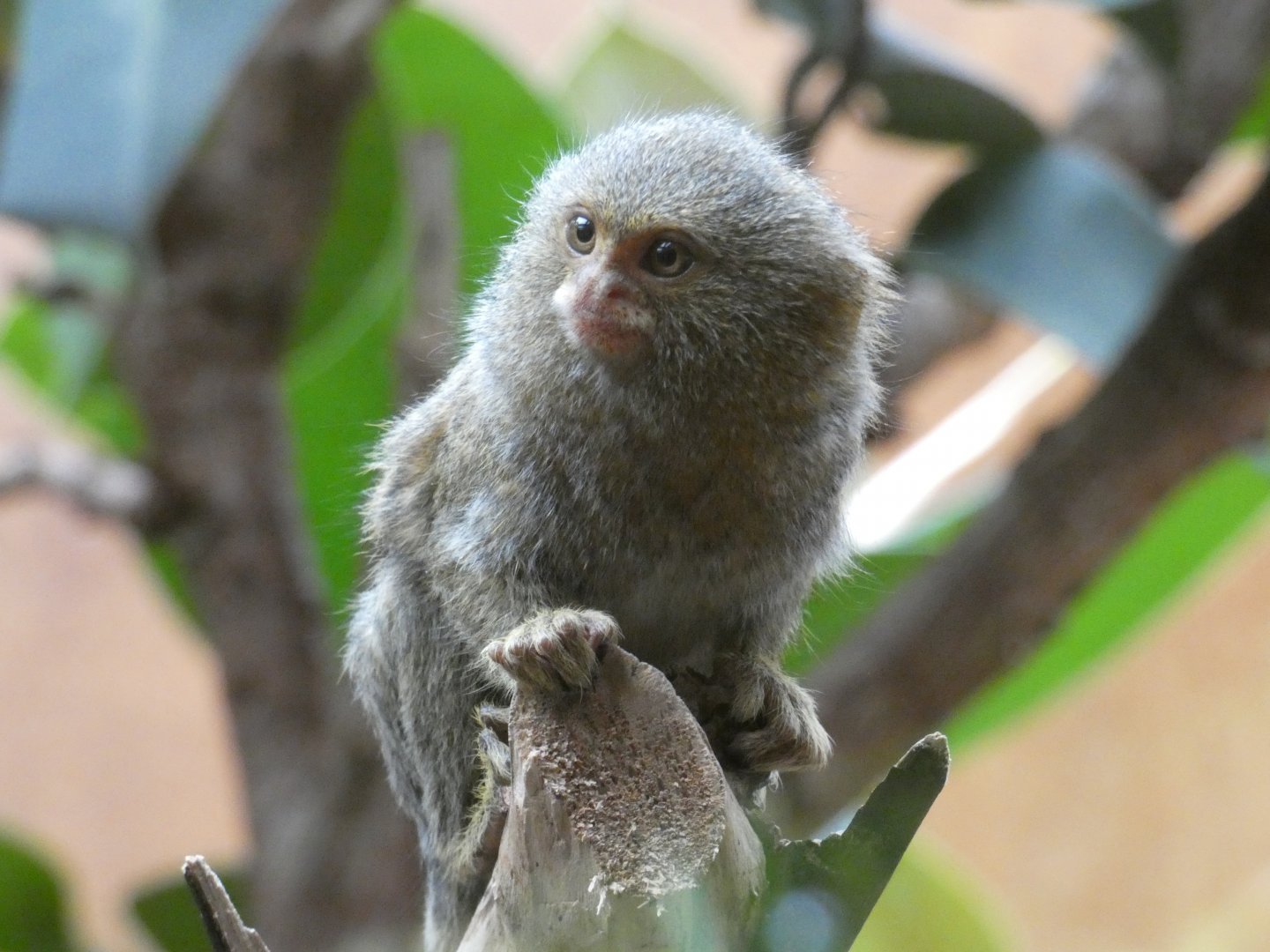 Eastern Pygmy Marmoset