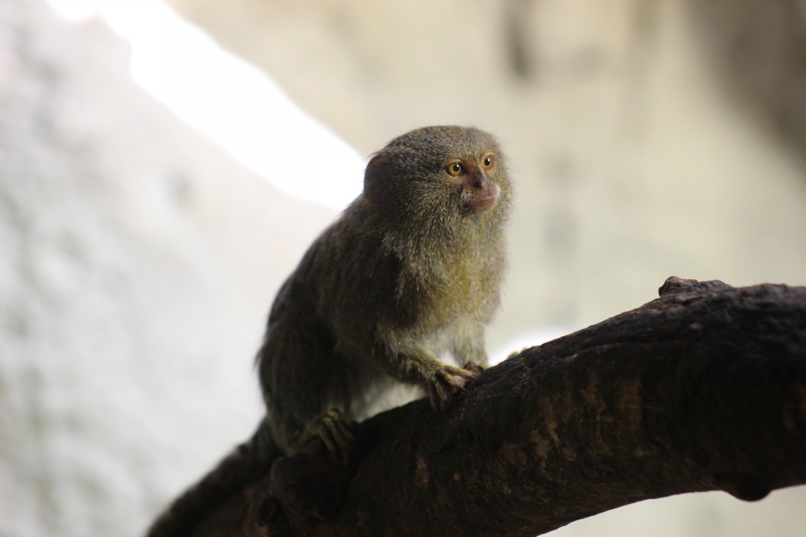 Eastern Pygmy Marmoset