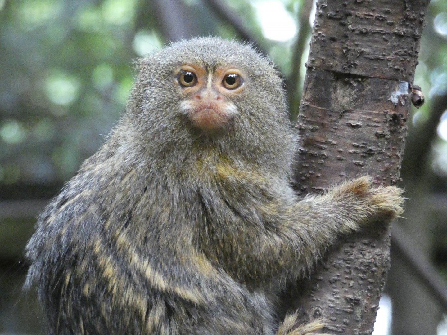 Eastern Pygmy Marmoset