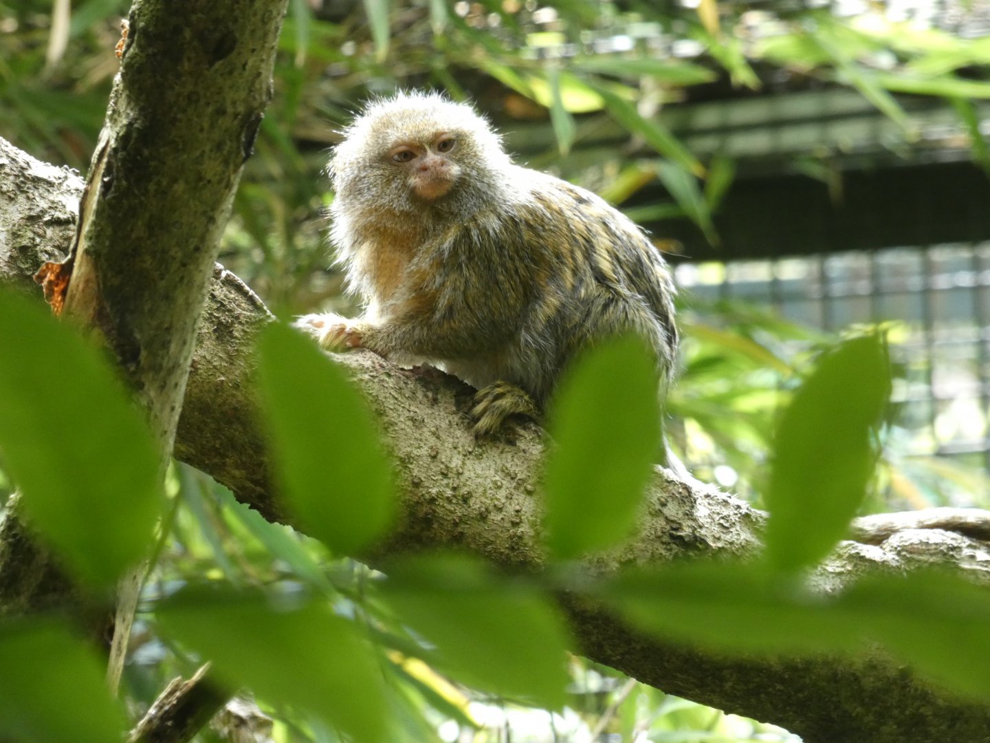 Eastern pygmy marmoset