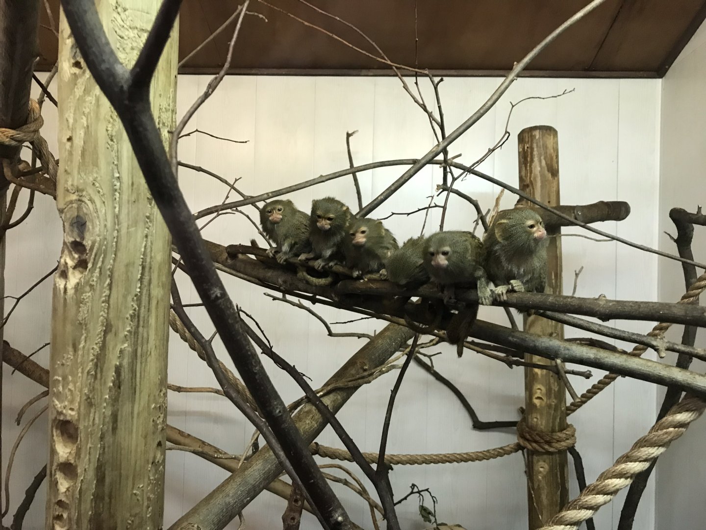 Eastern pygmy marmosets 230619
