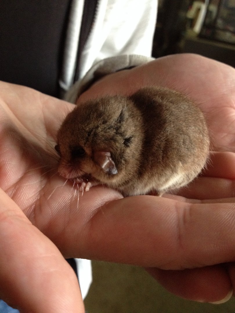 Eastern Pygmy-possum (Cercartetus nanus)