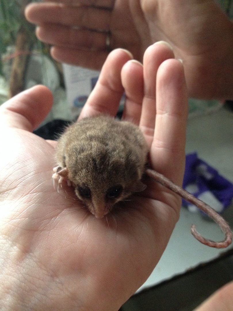 Eastern Pygmy-possum (Cercartetus nanus)