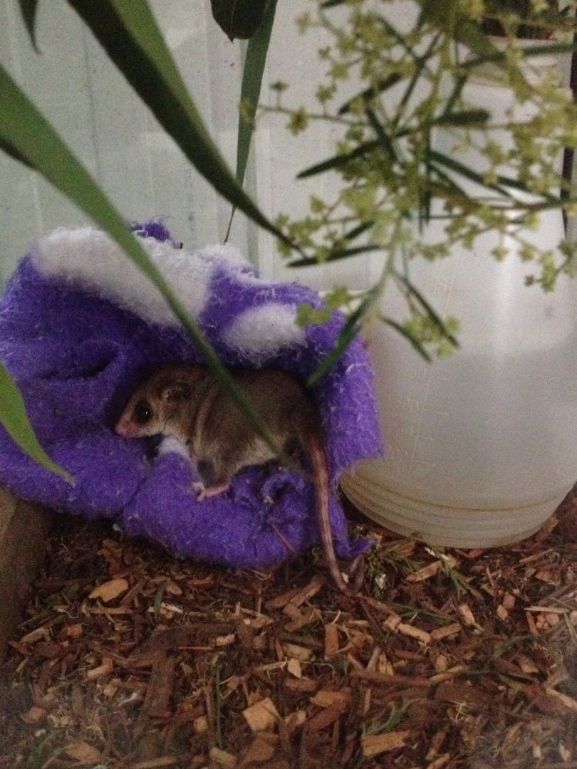 Eastern Pygmy-possum (Cercartetus nanus)
