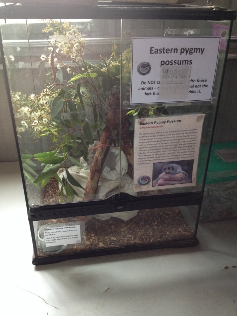 Eastern Pygmy-possum exhibit (off-show)