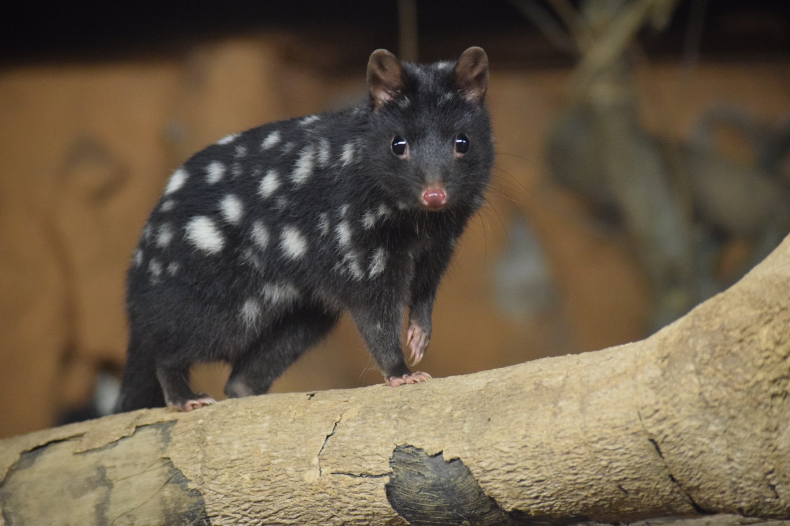Eastern quoll - August 2019
