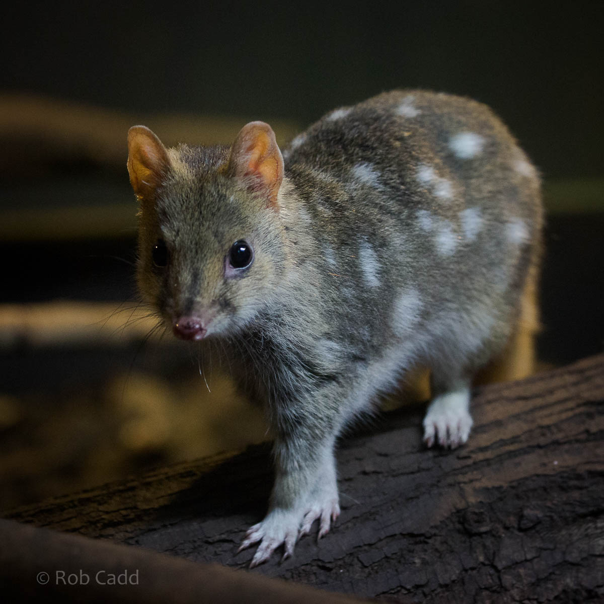 Eastern quoll : Bristol : 22 Sep 2015