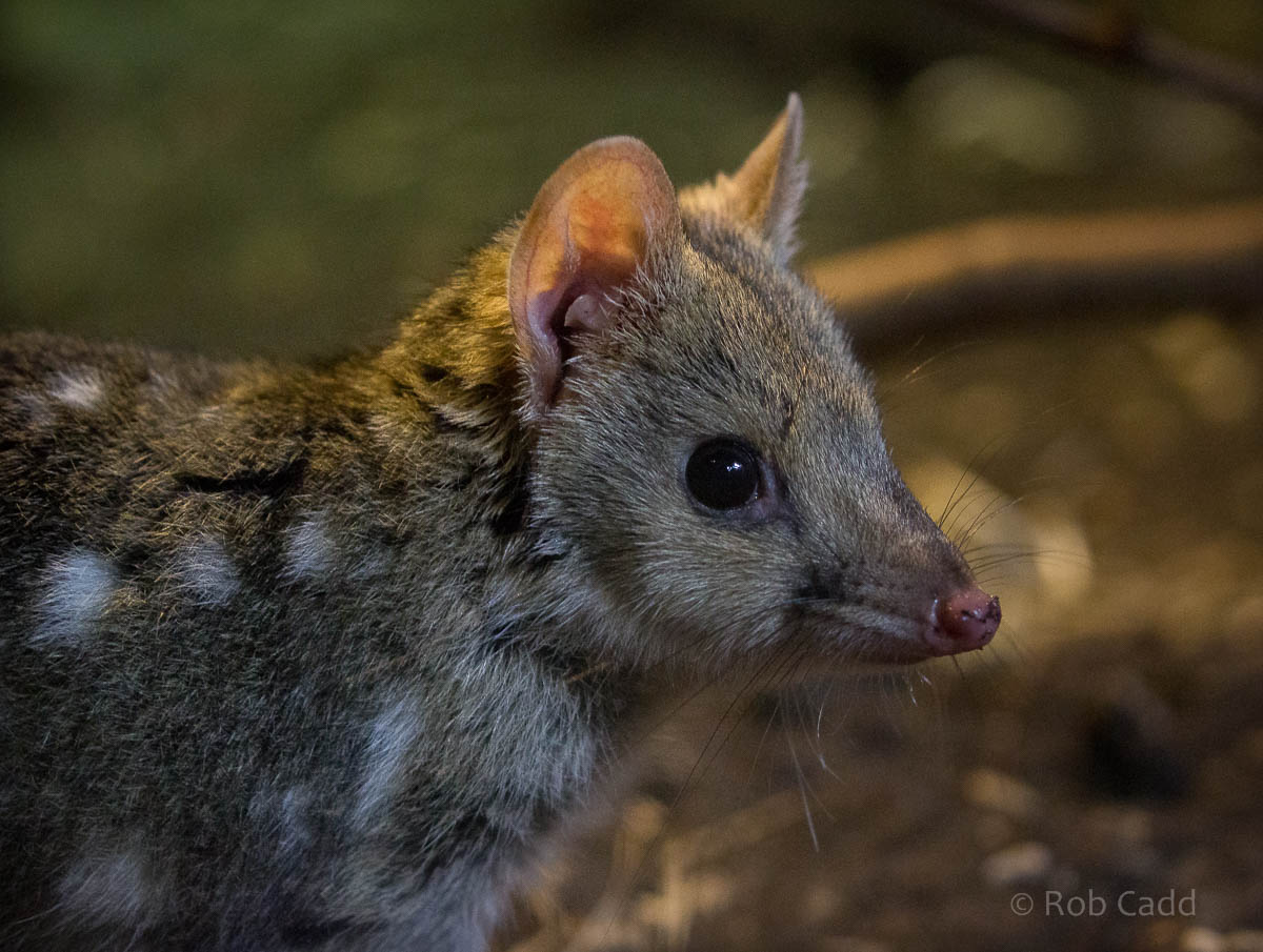 Eastern quoll : Bristol : 22 Sep 2015
