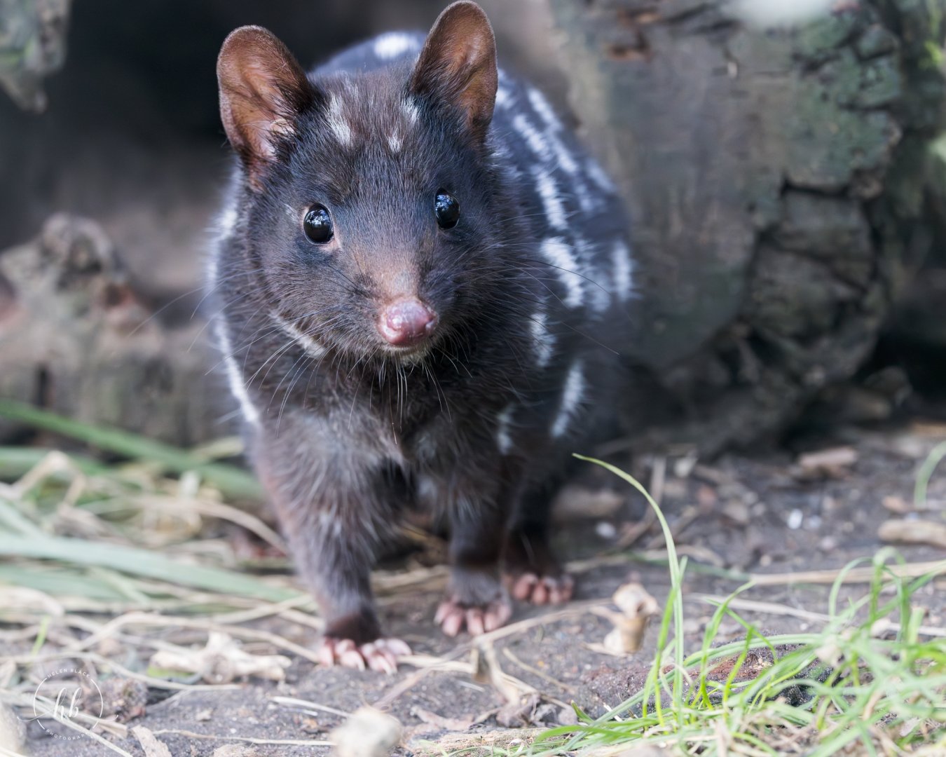 Eastern Quoll / Copenhagen / 30-9-24