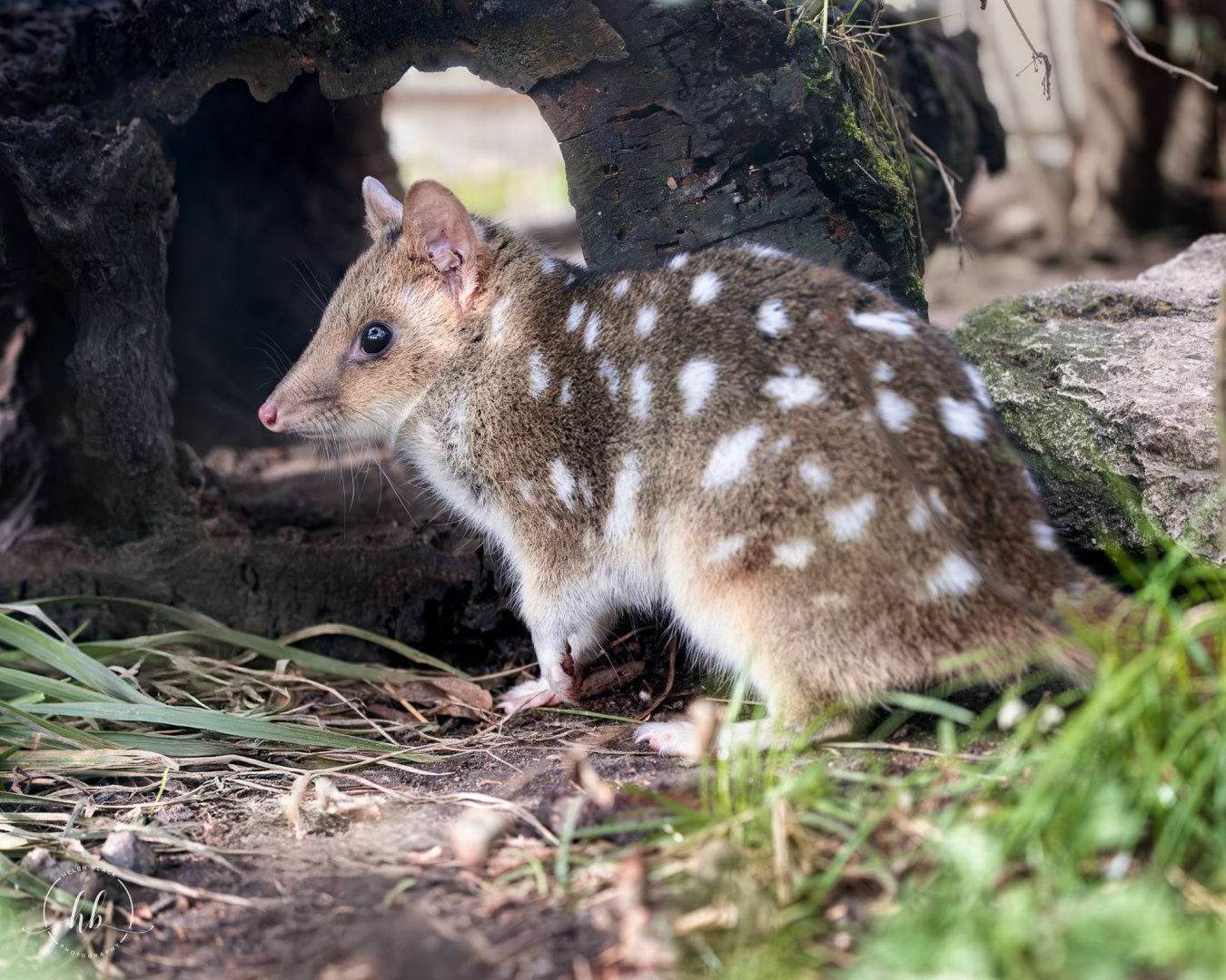 Eastern Quoll / Copenhagen / 30-9-24