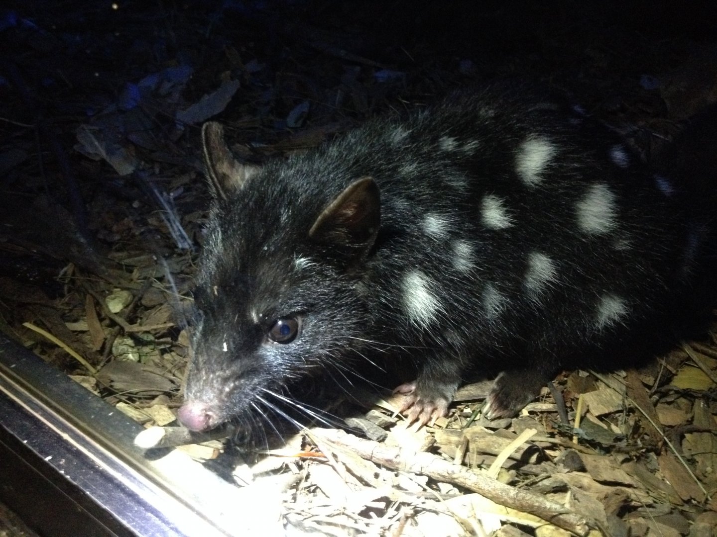 Eastern Quoll (Dasyurus viverrinus)