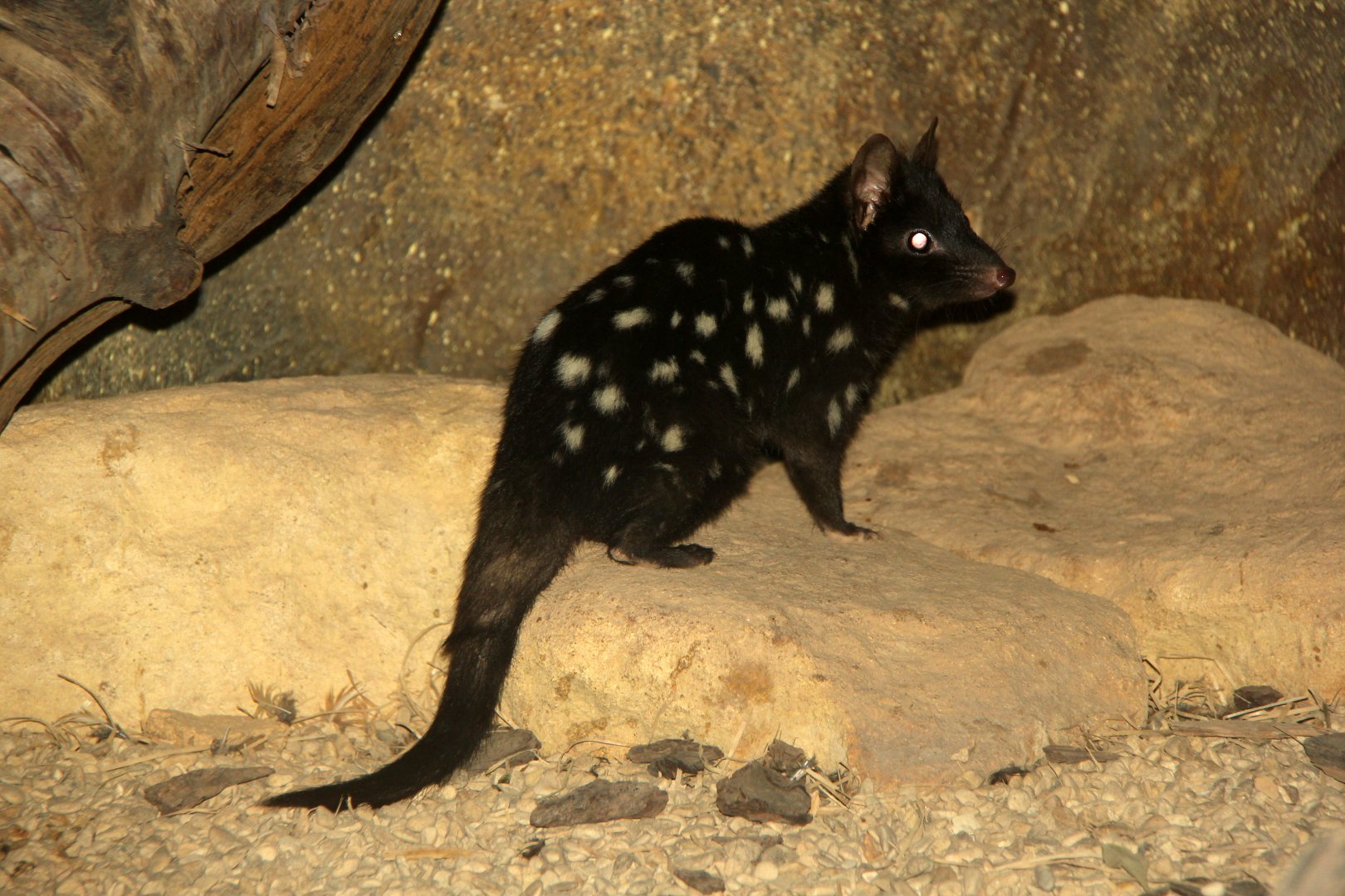 eastern quoll (Dasyurus viverrinus)