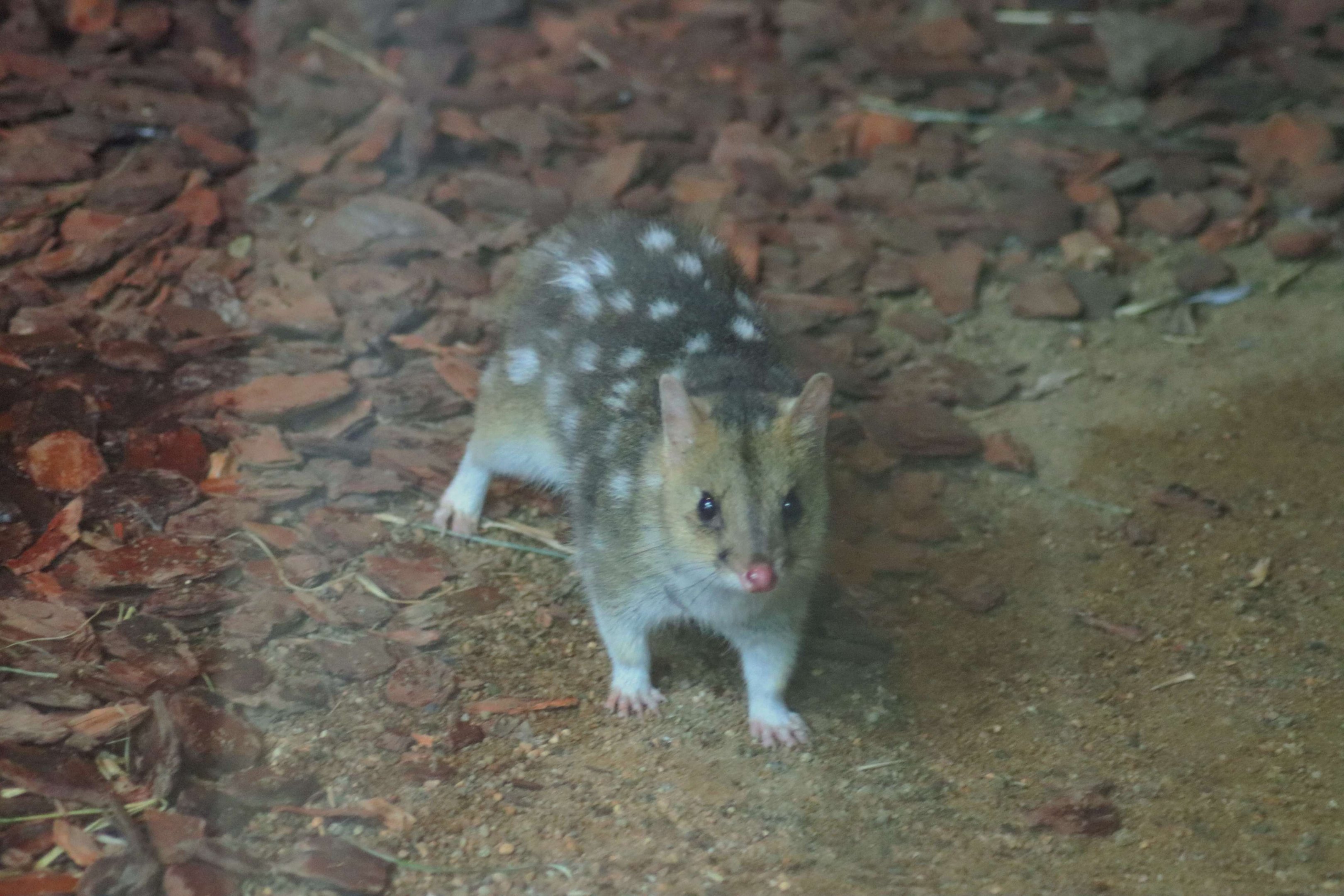 Eastern Quoll (Dasyurus viverrinus)