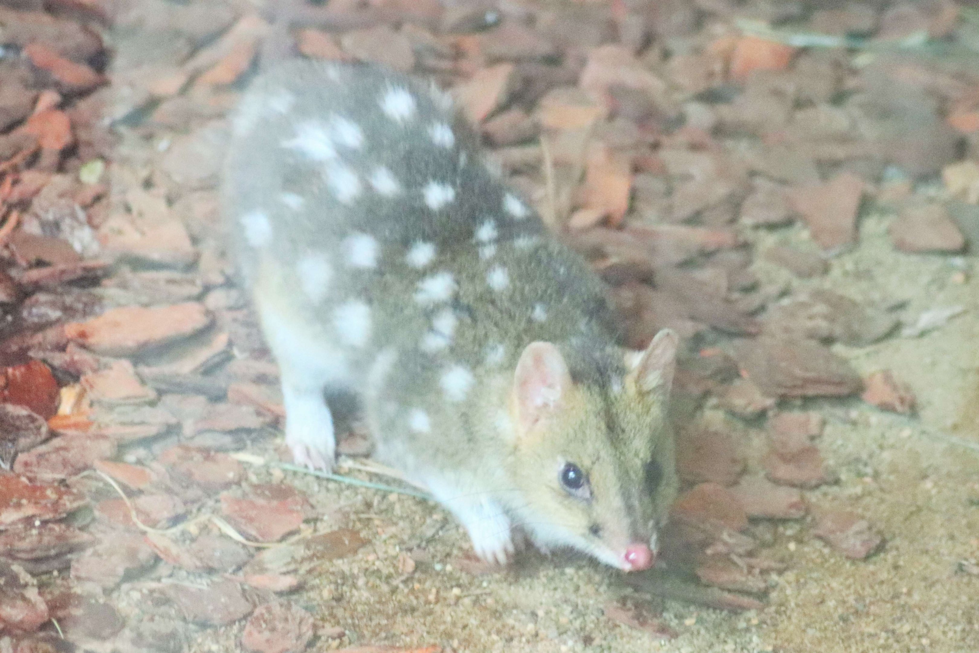 Eastern Quoll (Dasyurus viverrinus)