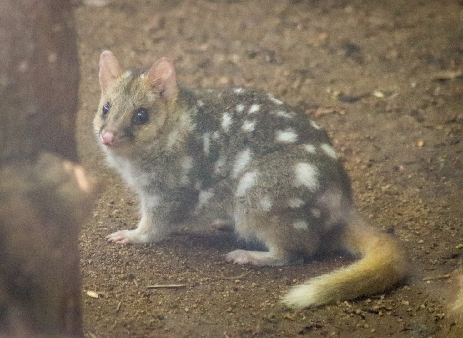 Eastern Quoll (Dasyurus viverrinus)