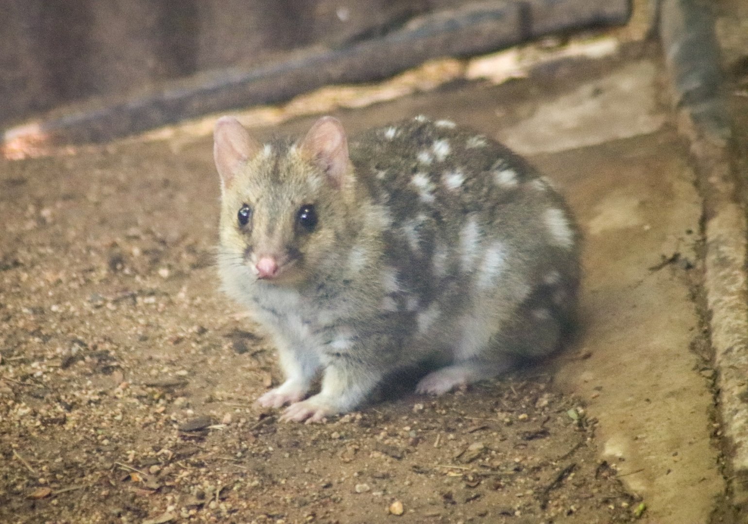 Eastern Quoll (Dasyurus viverrinus)