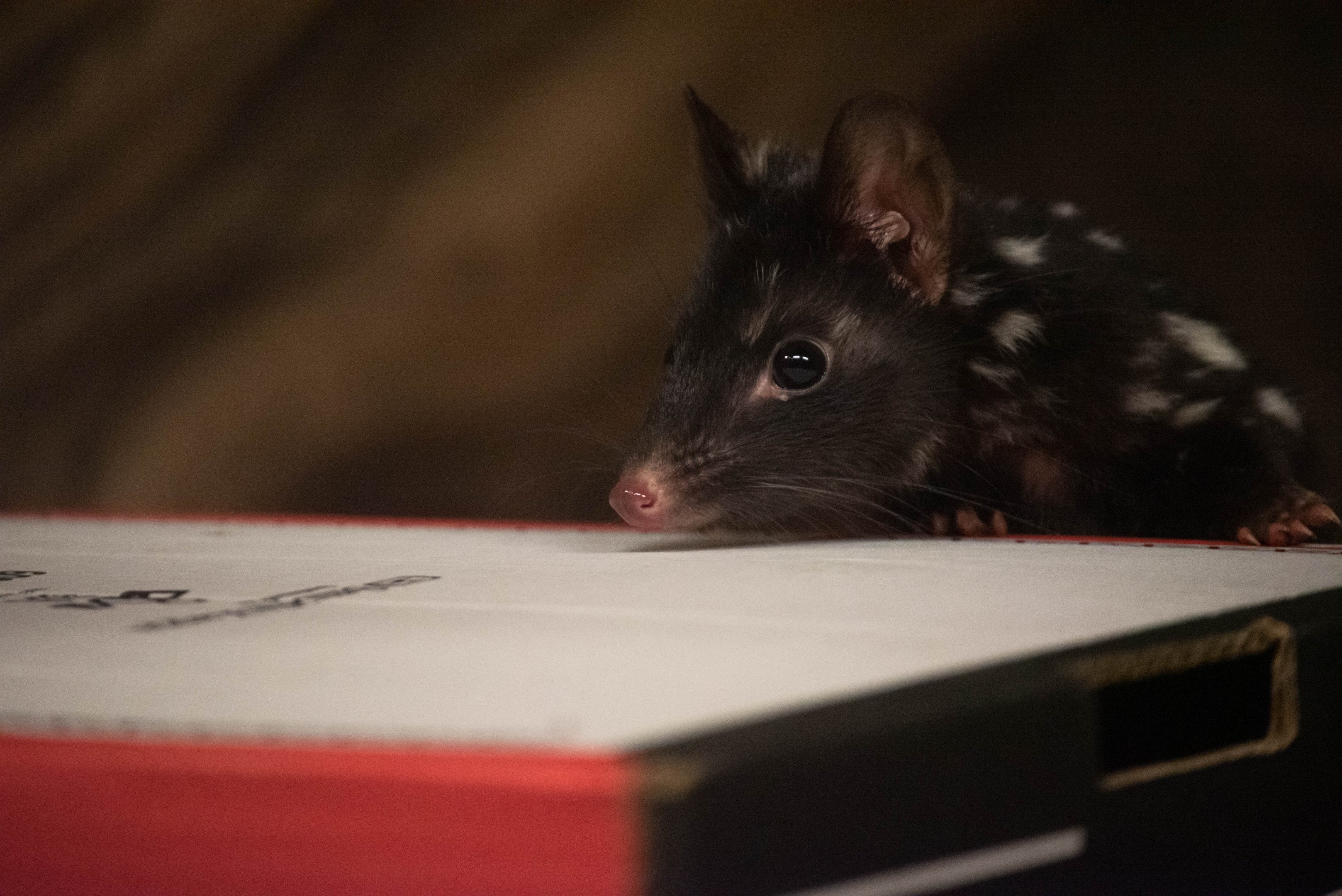 Eastern quoll - Dasyurus viverrinus