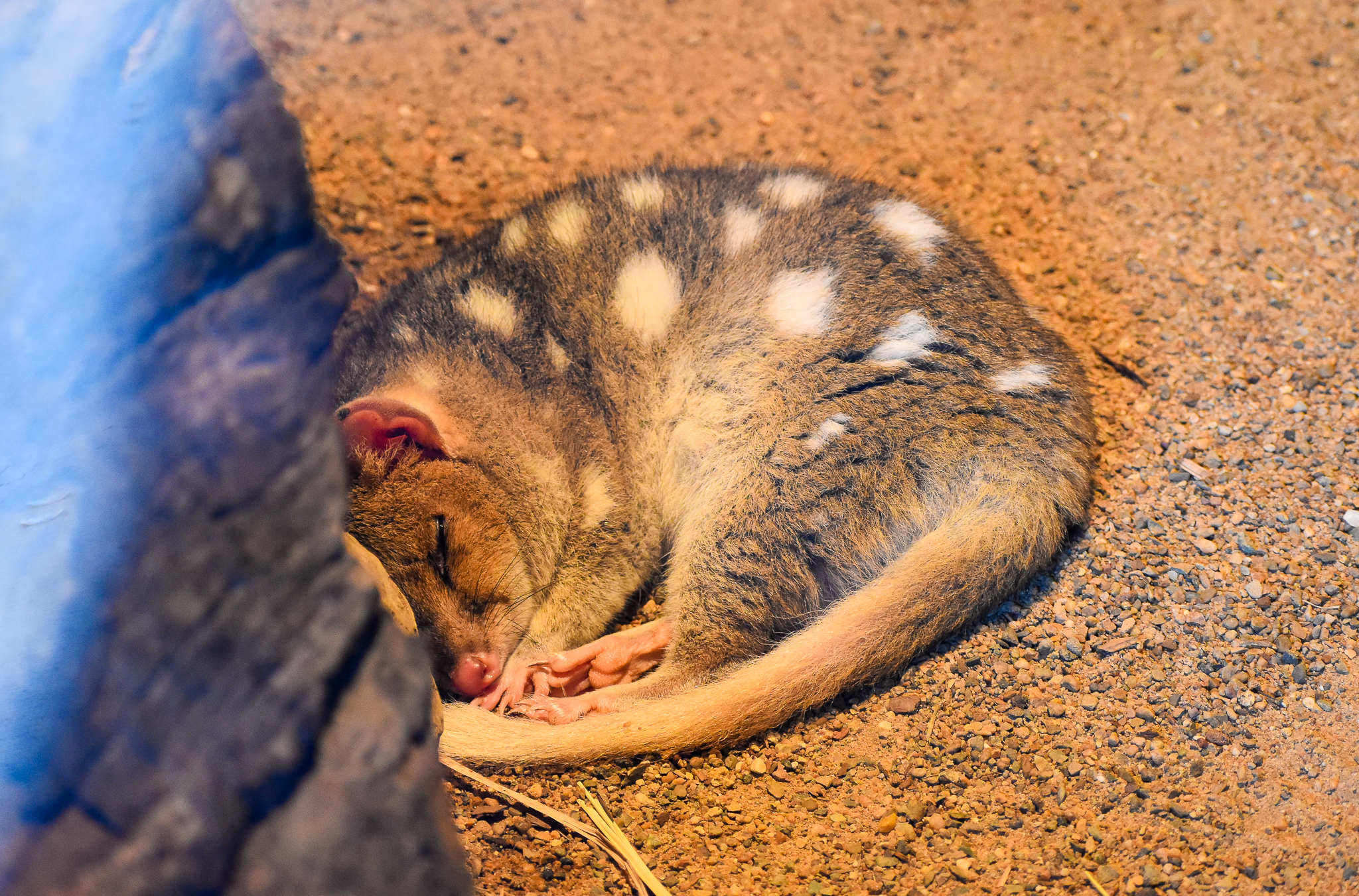 Eastern Quoll (Dasyurus viverrinus)