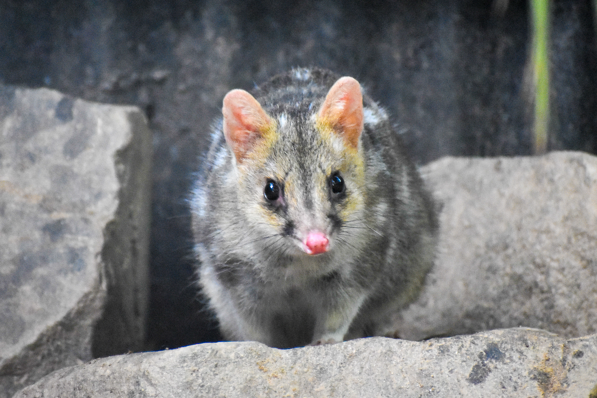 Eastern Quoll (Dasyurus viverrinus)