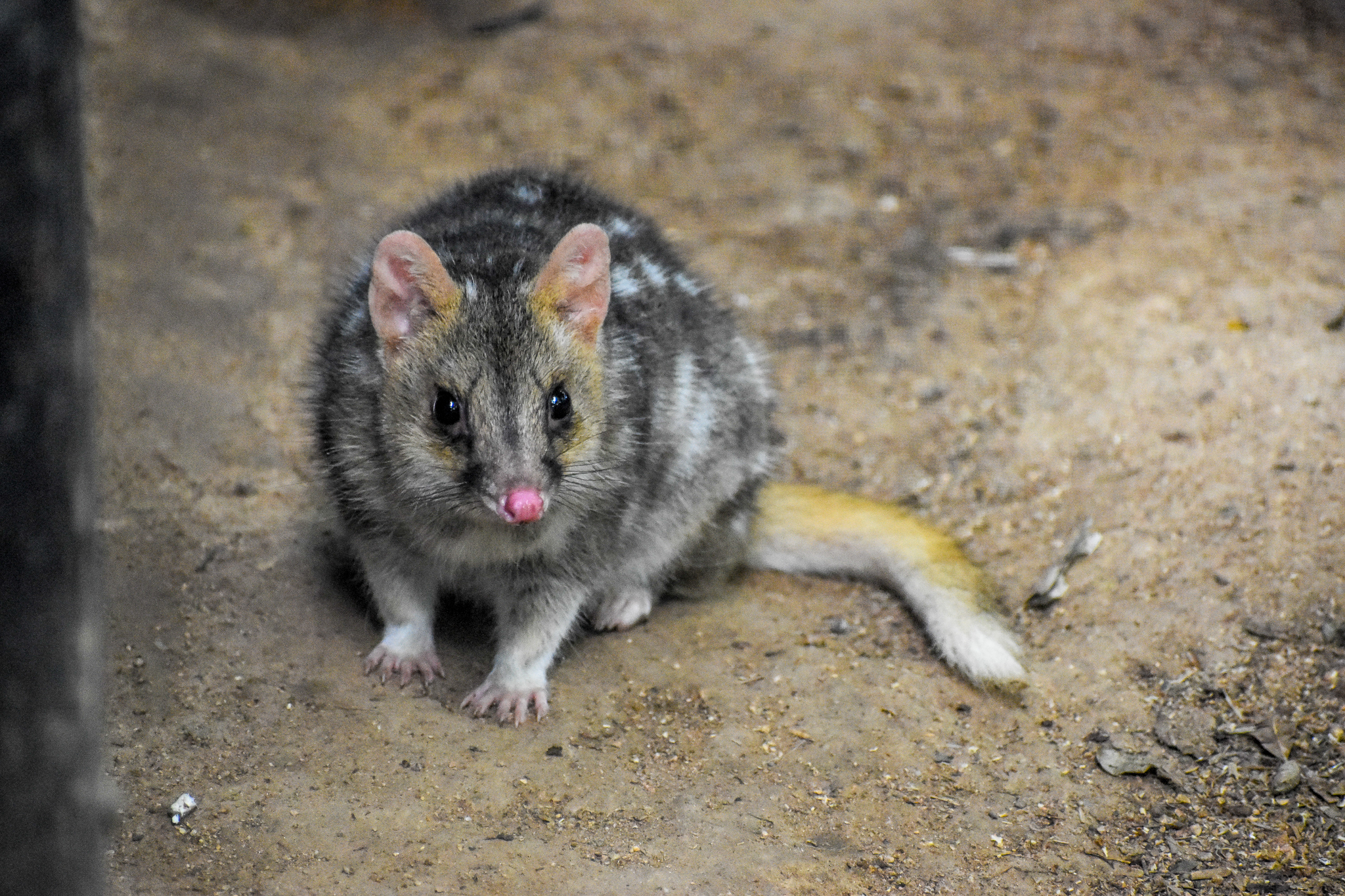 Eastern Quoll (Dasyurus viverrinus)