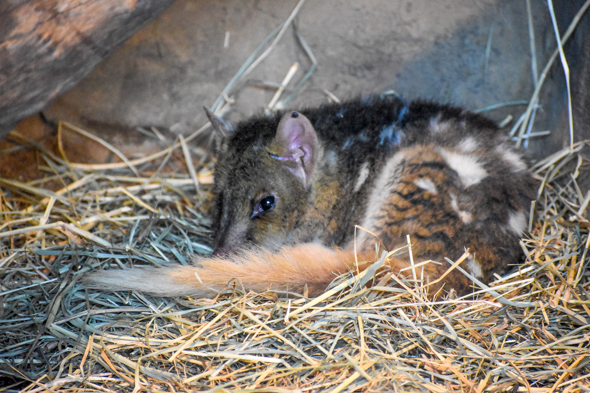 Eastern Quoll (Dasyurus viverrinus),