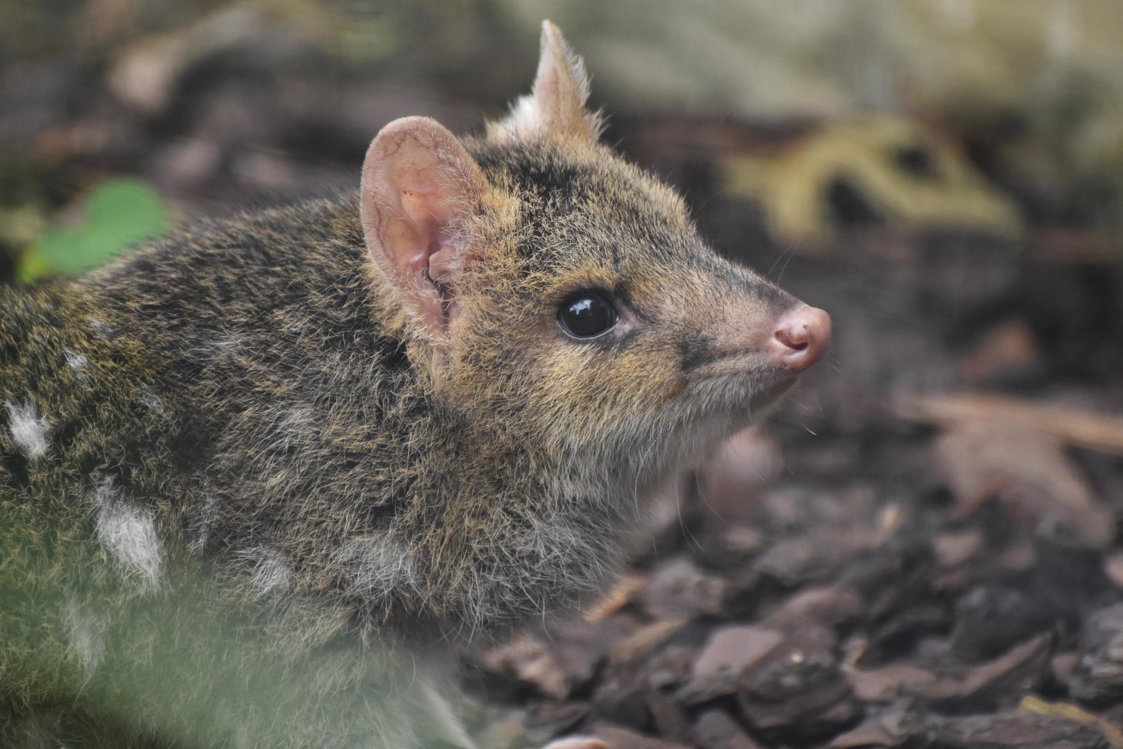 Eastern quoll (Dasyurus viverrinus