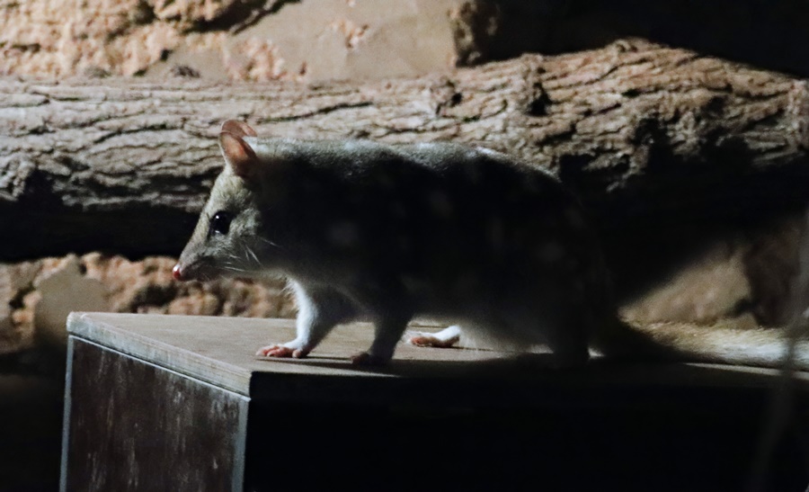 Eastern quoll (Dasyurus viverrinus)