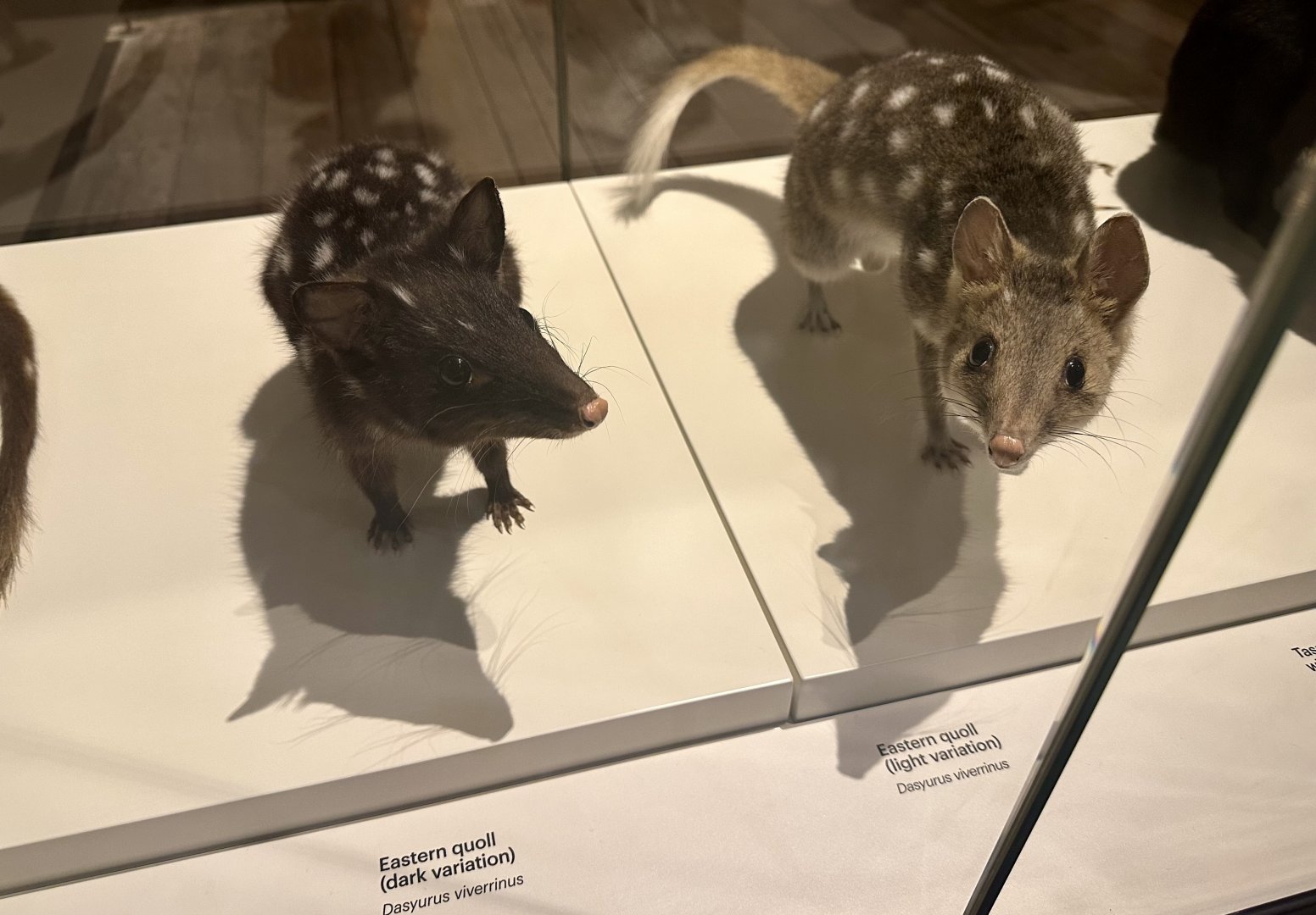 Eastern quoll (Dasyurus viverrinus)