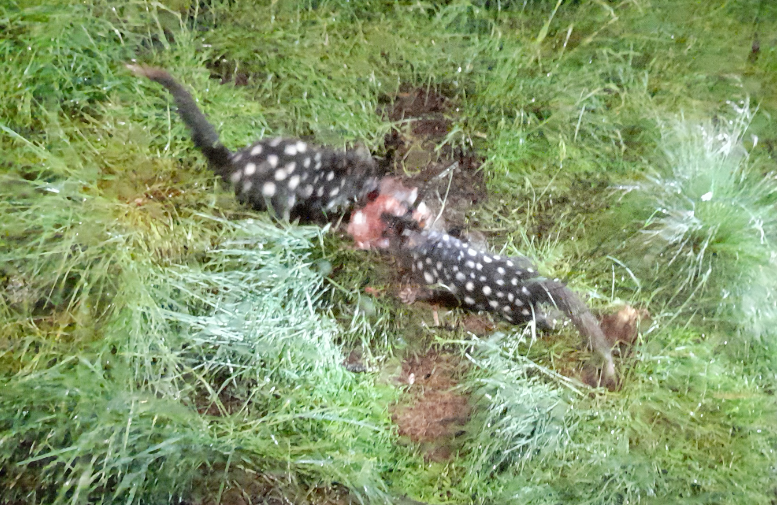 Eastern Quoll - Devils@Cradle